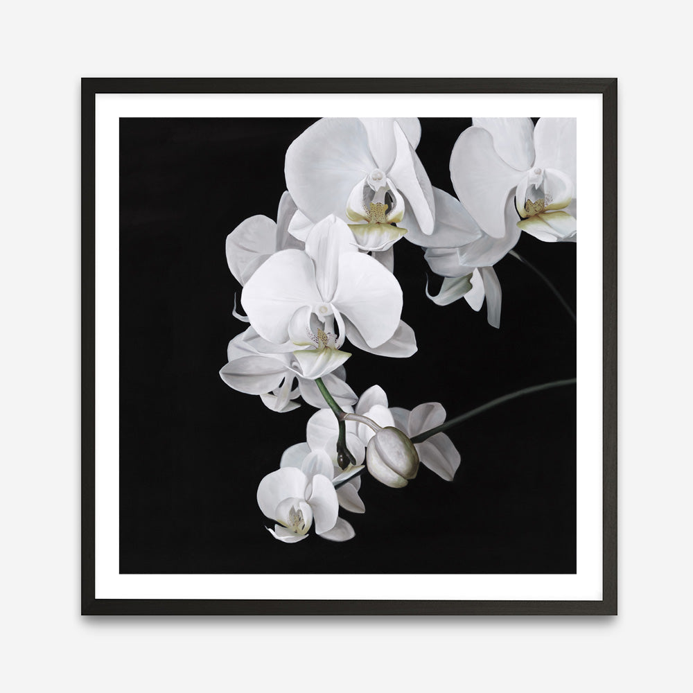 Shop Orchid (Square) Art Print a floral themed painted wall art print from The Print Emporium wall artwork collection - Buy Australian made fine art painting style poster and framed prints for the home and your interior decor room, TPE-060-AP