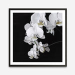 Shop Orchid (Square) Art Print a floral themed painted wall art print from The Print Emporium wall artwork collection - Buy Australian made fine art painting style poster and framed prints for the home and your interior decor room, TPE-060-AP