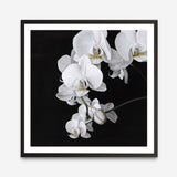 Shop Orchid (Square) Art Print a floral themed painted wall art print from The Print Emporium wall artwork collection - Buy Australian made fine art painting style poster and framed prints for the home and your interior decor room, TPE-060-AP