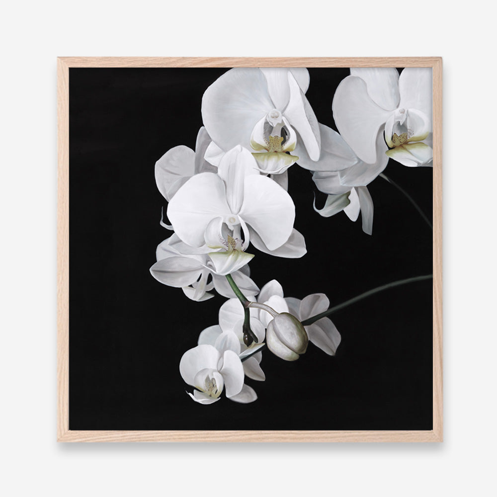 Shop Orchid (Square) Art Print a floral themed painted wall art print from The Print Emporium wall artwork collection - Buy Australian made fine art painting style poster and framed prints for the home and your interior decor room, TPE-060-AP