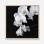 Shop Orchid (Square) Art Print a floral themed painted wall art print from The Print Emporium wall artwork collection - Buy Australian made fine art painting style poster and framed prints for the home and your interior decor room, TPE-060-AP