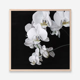 Shop Orchid (Square) Art Print a floral themed painted wall art print from The Print Emporium wall artwork collection - Buy Australian made fine art painting style poster and framed prints for the home and your interior decor room, TPE-060-AP