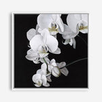 Shop Orchid (Square) Canvas Print a floral themed painted framed canvas wall art print from The Print Emporium artwork collection - Buy Australian made fine art painting style stretched canvas prints for the home and your interior decor space, TPE-060-CA-40X40-NF