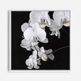 Shop Orchid (Square) Canvas Print a floral themed painted framed canvas wall art print from The Print Emporium artwork collection - Buy Australian made fine art painting style stretched canvas prints for the home and your interior decor space, TPE-060-CA-40X40-NF