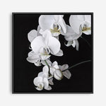 Shop Orchid (Square) Canvas Print a floral themed painted framed canvas wall art print from The Print Emporium artwork collection - Buy Australian made fine art painting style stretched canvas prints for the home and your interior decor space, TPE-060-CA-40X40-NF