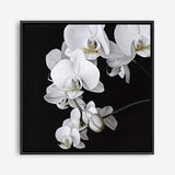 Shop Orchid (Square) Canvas Print a floral themed painted framed canvas wall art print from The Print Emporium artwork collection - Buy Australian made fine art painting style stretched canvas prints for the home and your interior decor space, TPE-060-CA-40X40-NF