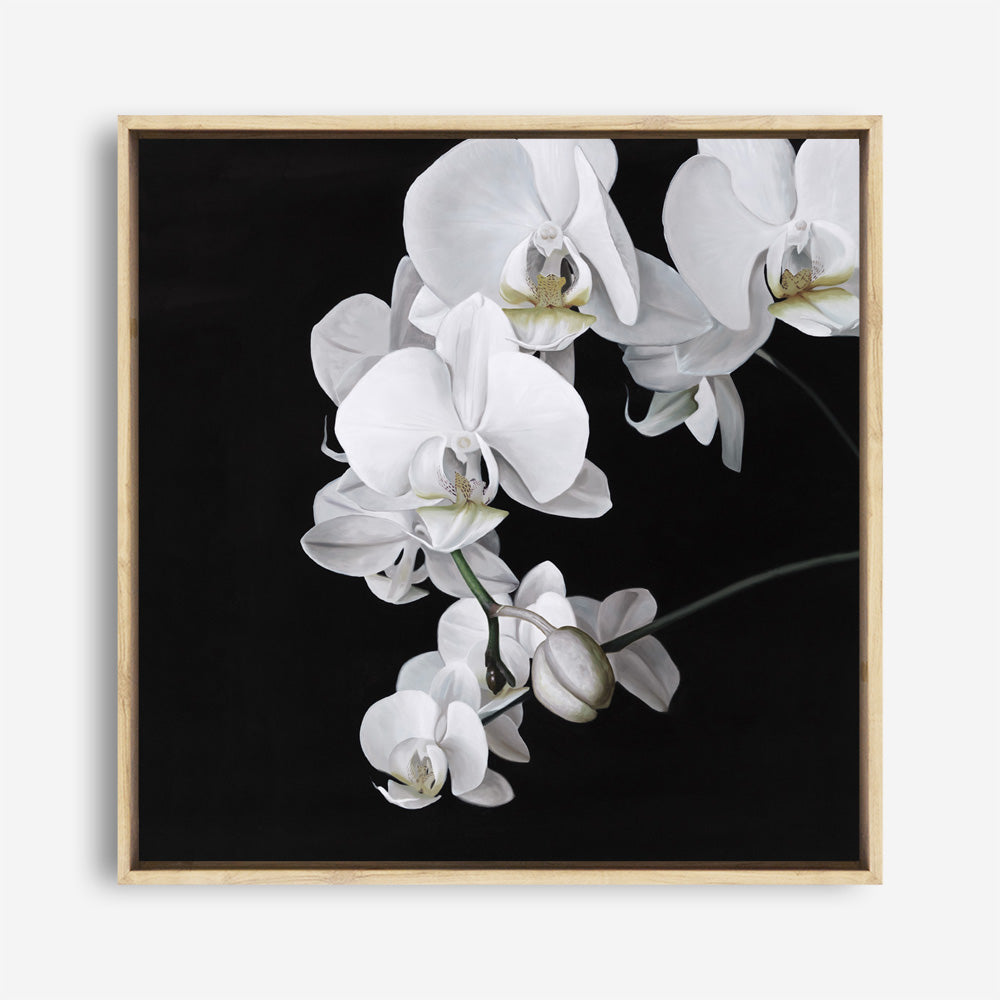 Shop Orchid (Square) Canvas Print a floral themed painted framed canvas wall art print from The Print Emporium artwork collection - Buy Australian made fine art painting style stretched canvas prints for the home and your interior decor space, TPE-060-CA-40X40-NF