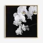Shop Orchid (Square) Canvas Print a floral themed painted framed canvas wall art print from The Print Emporium artwork collection - Buy Australian made fine art painting style stretched canvas prints for the home and your interior decor space, TPE-060-CA-40X40-NF