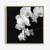Shop Orchid (Square) Canvas Print a floral themed painted framed canvas wall art print from The Print Emporium artwork collection - Buy Australian made fine art painting style stretched canvas prints for the home and your interior decor space, TPE-060-CA-40X40-NF
