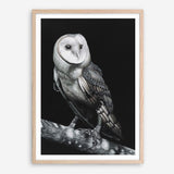 Shop Owl Art Print a painted bird themed wall art print from The Print Emporium wall artwork collection - Buy Australian made fine art painting style poster and framed prints for the home and your interior decor room, TPE-039-AP