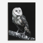 Shop Owl Art Print a painted bird themed wall art print from The Print Emporium wall artwork collection - Buy Australian made fine art painting style poster and framed prints for the home and your interior decor room, TPE-039-AP