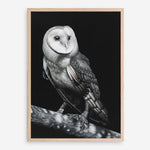 Shop Owl Art Print a painted bird themed wall art print from The Print Emporium wall artwork collection - Buy Australian made fine art painting style poster and framed prints for the home and your interior decor room, TPE-039-AP