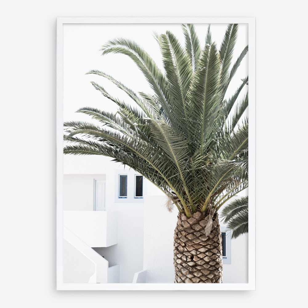 Shop Palm Courtyard Photo Art Print a coastal themed photography wall art print from The Print Emporium wall artwork collection - Buy Australian made fine art poster and framed prints for the home and your interior decor, TPE-1288-AP