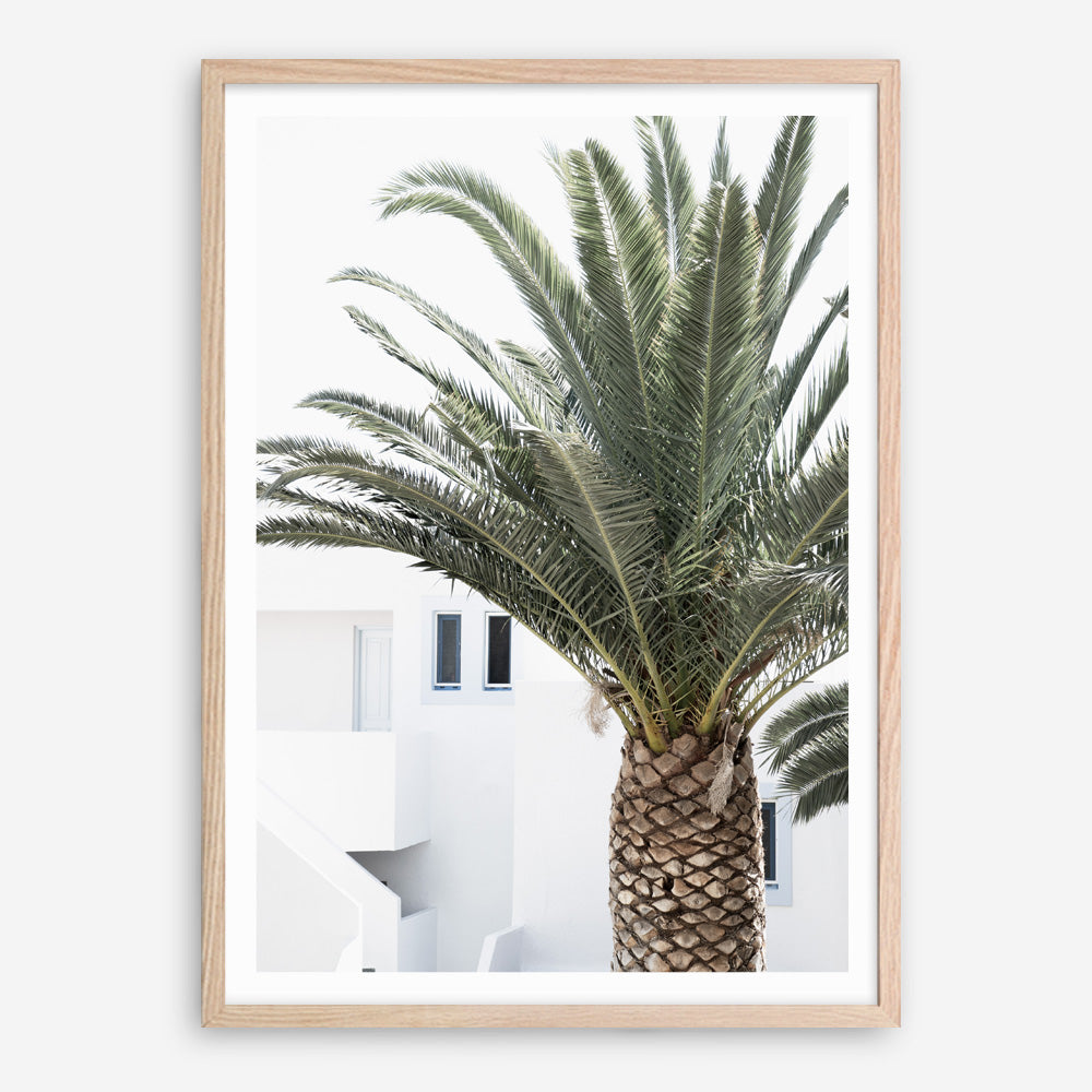 Shop Palm Courtyard Photo Art Print a coastal themed photography wall art print from The Print Emporium wall artwork collection - Buy Australian made fine art poster and framed prints for the home and your interior decor, TPE-1288-AP