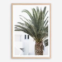 Shop Palm Courtyard Photo Art Print a coastal themed photography wall art print from The Print Emporium wall artwork collection - Buy Australian made fine art poster and framed prints for the home and your interior decor, TPE-1288-AP