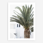 Shop Palm Courtyard Photo Art Print a coastal themed photography wall art print from The Print Emporium wall artwork collection - Buy Australian made fine art poster and framed prints for the home and your interior decor, TPE-1288-AP