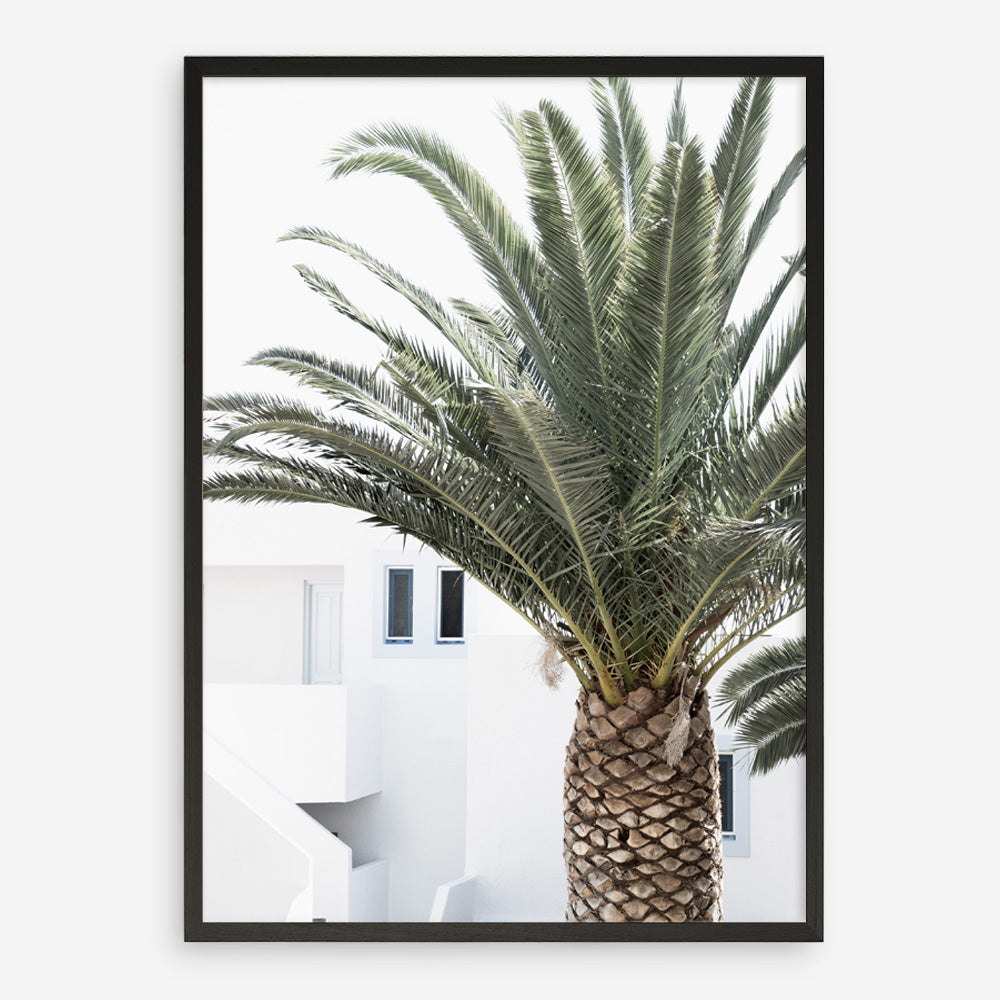 Shop Palm Courtyard Photo Art Print a coastal themed photography wall art print from The Print Emporium wall artwork collection - Buy Australian made fine art poster and framed prints for the home and your interior decor, TPE-1288-AP