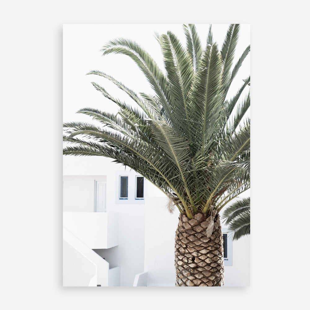 Shop Palm Courtyard Photo Art Print a coastal themed photography wall art print from The Print Emporium wall artwork collection - Buy Australian made fine art poster and framed prints for the home and your interior decor, TPE-1288-AP