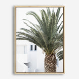 Shop Palm Courtyard Photo Canvas Print a coastal themed photography framed stretched canvas print from The Print Emporium wall artwork collection - Buy Australian made prints for the home and your interior decor space, TPE-1288-CA-35X46-NF