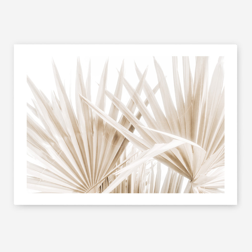 Shop Palm Fronds I Photo Art Print a coastal themed photography wall art print from The Print Emporium wall artwork collection - Buy Australian made fine art poster and framed prints for the home and your interior decor, TPE-1286-AP