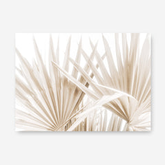 Shop Palm Fronds I Photo Canvas Print a coastal themed photography framed stretched canvas print from The Print Emporium wall artwork collection - Buy Australian made prints for the home and your interior decor space, TPE-1286-CA-35X46-NF