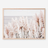 Shop Pampas Grass II Photo Art Print a coastal themed photography wall art print from The Print Emporium wall artwork collection - Buy Australian made fine art poster and framed prints for the home and your interior decor, TPE-785-AP