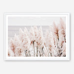 Shop Pampas Grass II Photo Art Print a coastal themed photography wall art print from The Print Emporium wall artwork collection - Buy Australian made fine art poster and framed prints for the home and your interior decor, TPE-785-AP