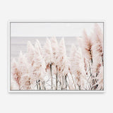 Shop Pampas Grass II Photo Canvas Print a coastal themed photography framed stretched canvas print from The Print Emporium wall artwork collection - Buy Australian made prints for the home and your interior decor space, TPE-785-CA-35X46-NF