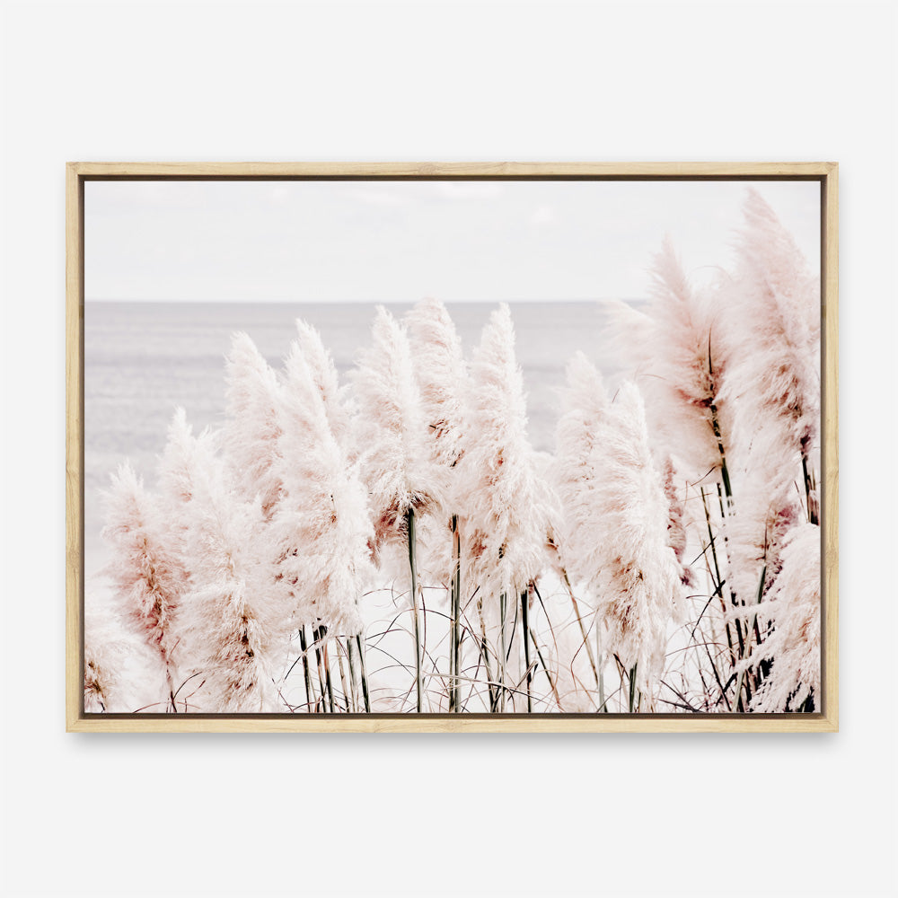 Shop Pampas Grass II Photo Canvas Print a coastal themed photography framed stretched canvas print from The Print Emporium wall artwork collection - Buy Australian made prints for the home and your interior decor space, TPE-785-CA-35X46-NF