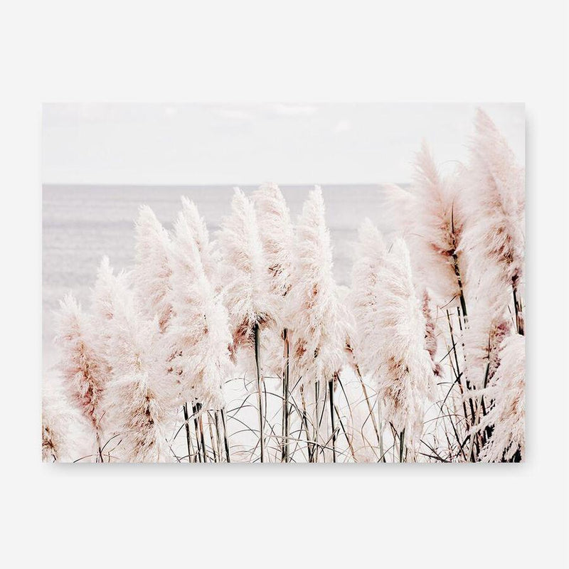 Shop Pampas Grass II Photo Canvas Print a coastal themed photography framed stretched canvas print from The Print Emporium wall artwork collection - Buy Australian made prints for the home and your interior decor space, TPE-785-CA-35X46-NF