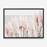 Shop Pampas Grass II Photo Canvas Print a coastal themed photography framed stretched canvas print from The Print Emporium wall artwork collection - Buy Australian made prints for the home and your interior decor space, TPE-785-CA-35X46-NF