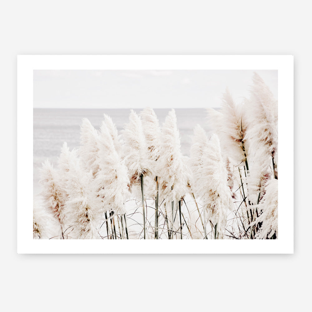 Shop Pampas Grass Photo Art Print a coastal themed photography wall art print from The Print Emporium wall artwork collection - Buy Australian made fine art poster and framed prints for the home and your interior decor, TPE-784-AP