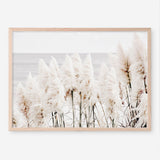 Shop Pampas Grass Photo Art Print a coastal themed photography wall art print from The Print Emporium wall artwork collection - Buy Australian made fine art poster and framed prints for the home and your interior decor, TPE-784-AP