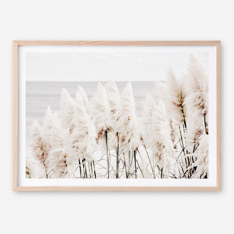 Shop Pampas Grass Photo Art Print a coastal themed photography wall art print from The Print Emporium wall artwork collection - Buy Australian made fine art poster and framed prints for the home and your interior decor, TPE-784-AP