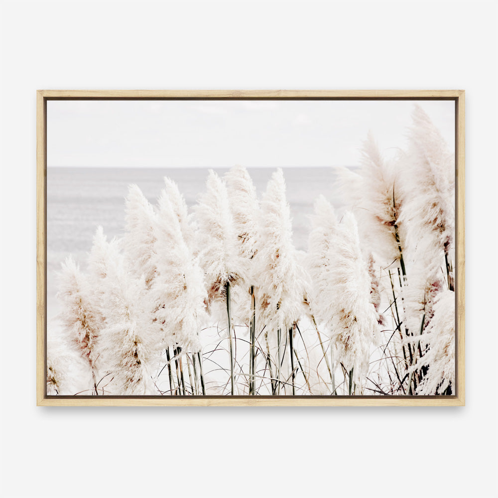 Shop Pampas Grass Photo Canvas Print a coastal themed photography framed stretched canvas print from The Print Emporium wall artwork collection - Buy Australian made prints for the home and your interior decor space, TPE-784-CA-35X46-NF