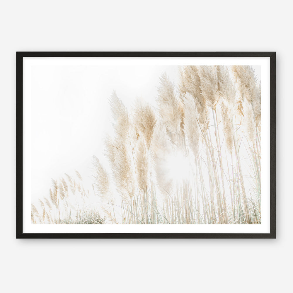 Shop Pampas Grass Reeds Photo Art Print a coastal themed photography wall art print from The Print Emporium wall artwork collection - Buy Australian made fine art poster and framed prints for the home and your interior decor, TPE-1091-AP