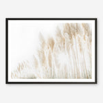 Shop Pampas Grass Reeds Photo Art Print a coastal themed photography wall art print from The Print Emporium wall artwork collection - Buy Australian made fine art poster and framed prints for the home and your interior decor, TPE-1091-AP