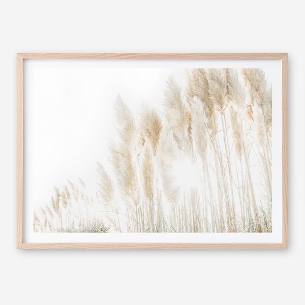 Shop Pampas Grass Reeds Photo Art Print a coastal themed photography wall art print from The Print Emporium wall artwork collection - Buy Australian made fine art poster and framed prints for the home and your interior decor, TPE-1091-AP
