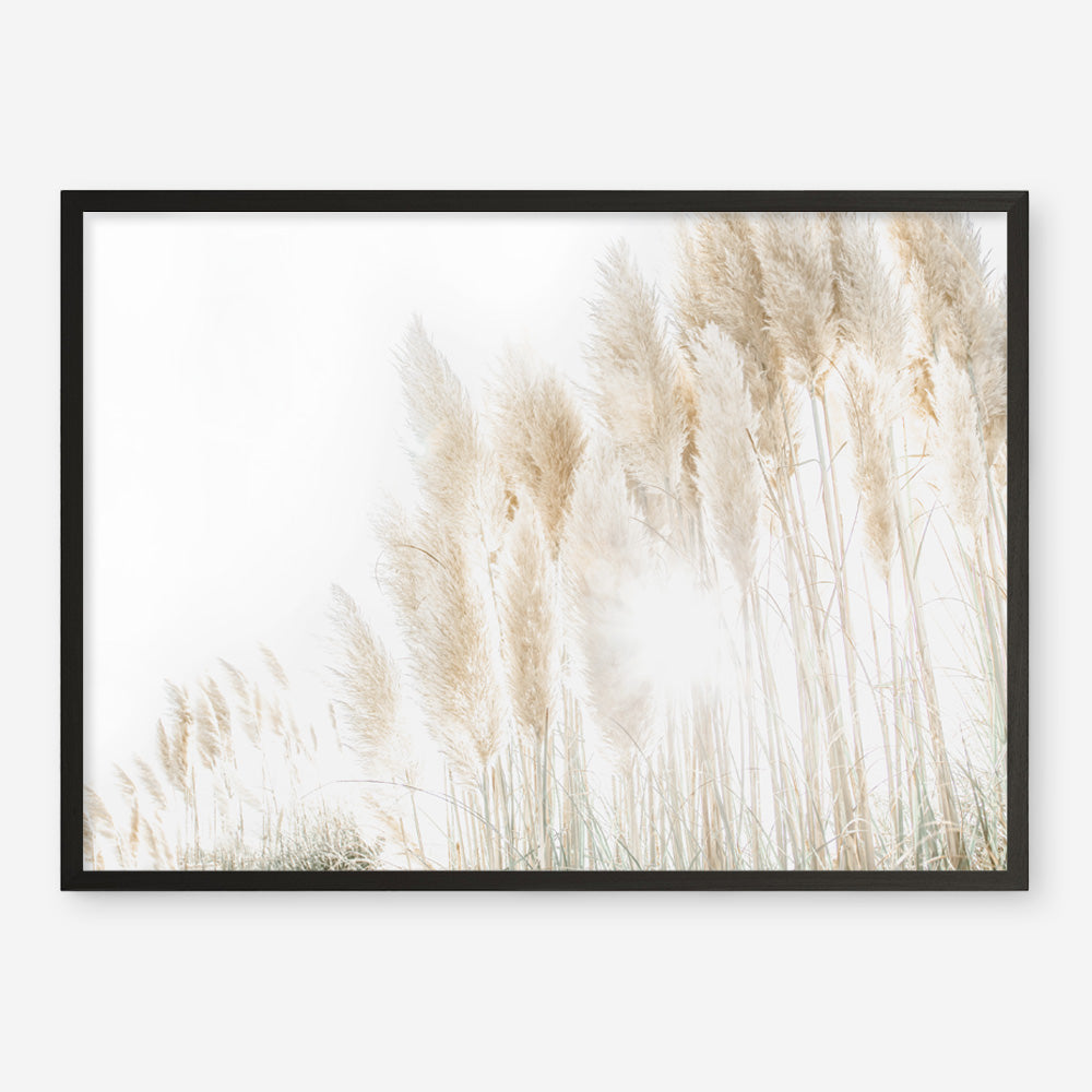 Shop Pampas Grass Reeds Photo Art Print a coastal themed photography wall art print from The Print Emporium wall artwork collection - Buy Australian made fine art poster and framed prints for the home and your interior decor, TPE-1091-AP