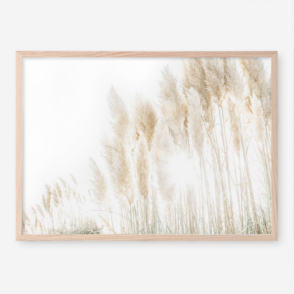 Shop Pampas Grass Reeds Photo Art Print a coastal themed photography wall art print from The Print Emporium wall artwork collection - Buy Australian made fine art poster and framed prints for the home and your interior decor, TPE-1091-AP