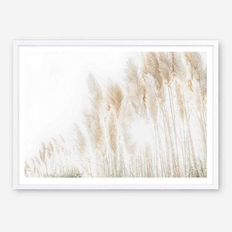 Shop Pampas Grass Reeds Photo Art Print a coastal themed photography wall art print from The Print Emporium wall artwork collection - Buy Australian made fine art poster and framed prints for the home and your interior decor, TPE-1091-AP