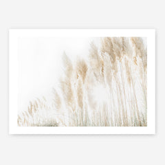 Shop Pampas Grass Reeds Photo Art Print a coastal themed photography wall art print from The Print Emporium wall artwork collection - Buy Australian made fine art poster and framed prints for the home and your interior decor, TPE-1091-AP
