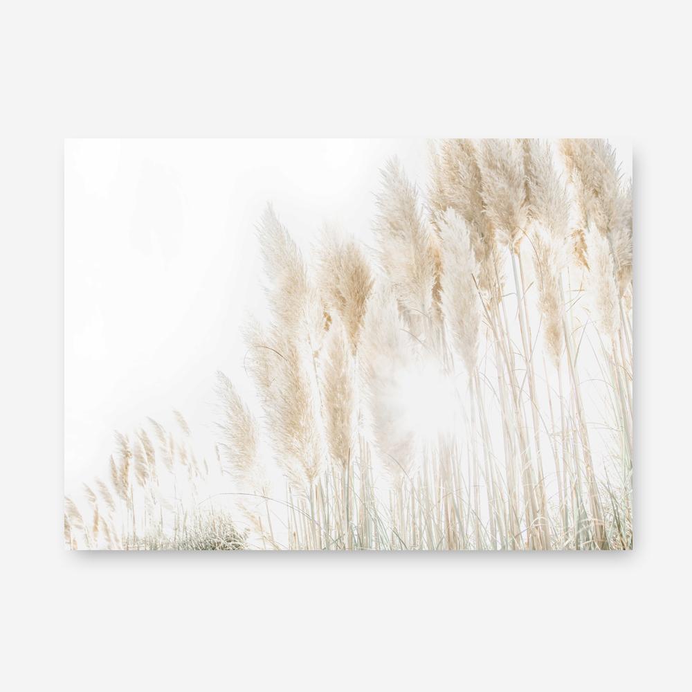 Shop Pampas Grass Reeds Photo Canvas Print a coastal themed photography framed stretched canvas print from The Print Emporium wall artwork collection - Buy Australian made prints for the home and your interior decor space, TPE-1091-CA-35X46-NF
