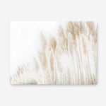 Shop Pampas Grass Reeds Photo Canvas Print a coastal themed photography framed stretched canvas print from The Print Emporium wall artwork collection - Buy Australian made prints for the home and your interior decor space, TPE-1091-CA-35X46-NF