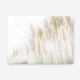 Shop Pampas Grass Reeds Photo Canvas Print a coastal themed photography framed stretched canvas print from The Print Emporium wall artwork collection - Buy Australian made prints for the home and your interior decor space, TPE-1091-CA-35X46-NF