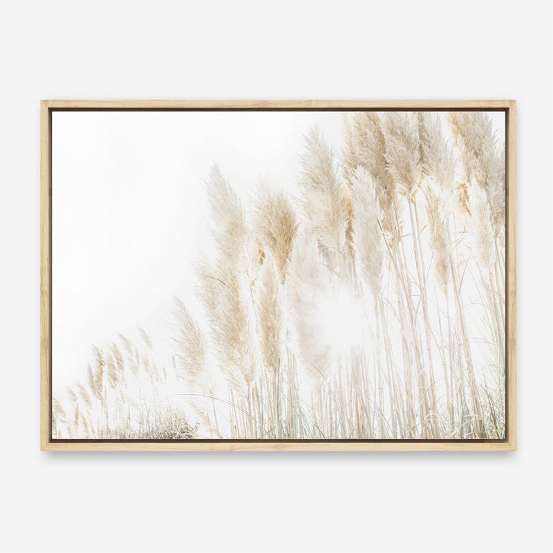 Shop Pampas Grass Reeds Photo Canvas Print a coastal themed photography framed stretched canvas print from The Print Emporium wall artwork collection - Buy Australian made prints for the home and your interior decor space, TPE-1091-CA-35X46-NF