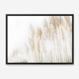Shop Pampas Grass Reeds Photo Canvas Print a coastal themed photography framed stretched canvas print from The Print Emporium wall artwork collection - Buy Australian made prints for the home and your interior decor space, TPE-1091-CA-35X46-NF