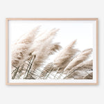Shop Pampas Photo Art Print a coastal themed photography wall art print from The Print Emporium wall artwork collection - Buy Australian made fine art poster and framed prints for the home and your interior decor, TPE-851-AP