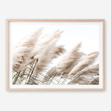 Shop Pampas Photo Art Print a coastal themed photography wall art print from The Print Emporium wall artwork collection - Buy Australian made fine art poster and framed prints for the home and your interior decor, TPE-851-AP