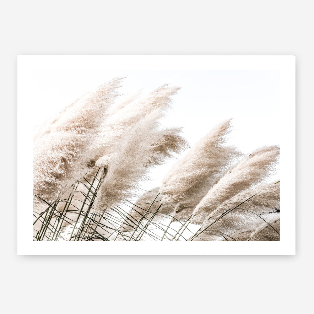 Shop Pampas Photo Art Print a coastal themed photography wall art print from The Print Emporium wall artwork collection - Buy Australian made fine art poster and framed prints for the home and your interior decor, TPE-851-AP